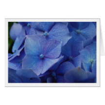 Hortensias Carte