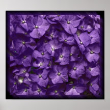 Hortensias dans la violette posters