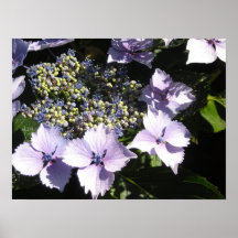 Hortensias mauve élégants posters