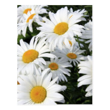 Horticulture de marguerite blanche carte postale