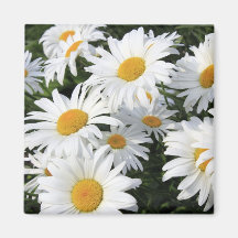 Horticulture de marguerite blanche aimants pour réfrigérateur