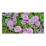 Horticulture pourpre de dahlia carte avec photo