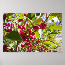 Houx Poster