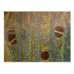 Houx sous un microscope - carte postale par cas de