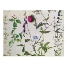 Huit études des fleurs sauvages cartes postales