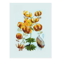 Humboldtii de Lilium Carte Postale