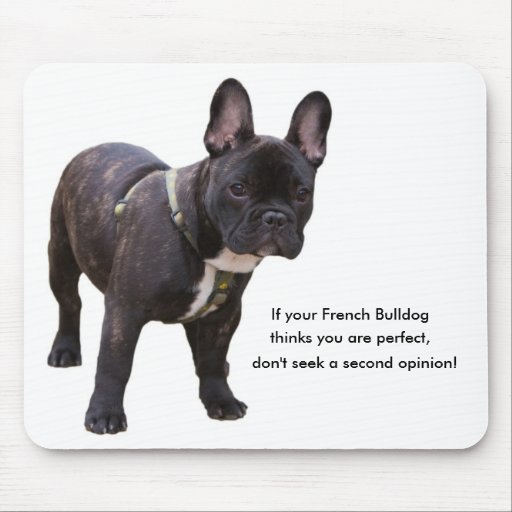 Blog de gagaanimaux Chat , bouledogue francais, pigeon,souris, hamster,