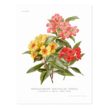 Hybrides multicolores de rhododendron carte postale