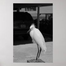 IBIS POSTER