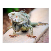 Iguane Carte Postale
