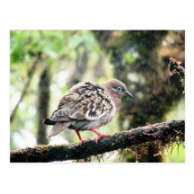 Île de Santa Cruz, Galapagos, oiseau sous la pluie Cartes Postales