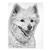 Illustration américaine de chien esquimau carte postale