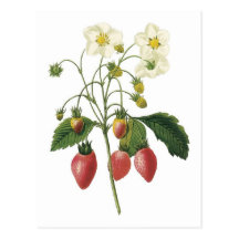 Illustration botanique de fraise carte postale