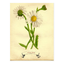 Illustration botanique de marguerite vintage carte postale
