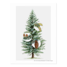 Illustration d'arbre conifére avec des cônes cartes postales