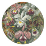 Illustration de cru d'orchidées assiette