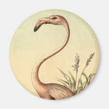 Illustration rose vintage de flamant magnets pour réfrigérateur