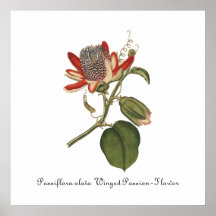 Illustration vintage de fleur de passion affiches