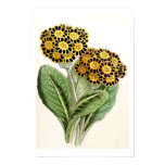Illustration vintage de fleur de "primevère" posters