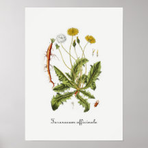 Illustration vintage de pissenlit posters