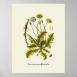 Illustration vintage de pissenlit posters