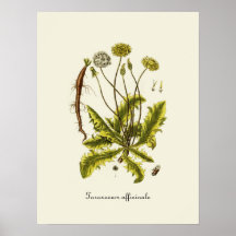 Illustration vintage de pissenlit posters