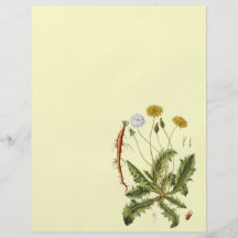 Illustration vintage de pissenlit prospectus en couleur
