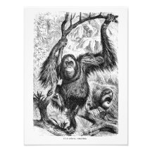 Illustration vintage d'orang-outan - singe 1800's photo