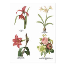 Illustrations botaniques de fleur cartes postales