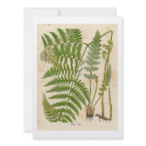 Illustrations vintages de Botanicals invitations