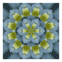 Image bleue 2 de mandala d'hortensia  tirage photo