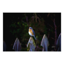 Image d'art d'oiseau bleu d'Eastenr Impressions Photo