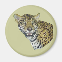 Image de Jaguar Aimant