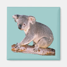 Image de koala magnets
