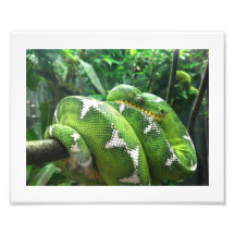Image de serpent photos sur toile