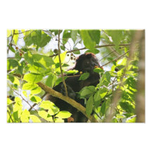 Image de singe d'hurleur photo d’art