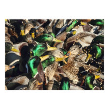 Image des canards dans une foule invitations