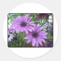 Image pourpre de fleurs ! autocollants