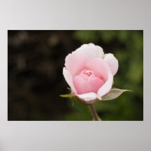 Image rose exquise - photographie de beaux-arts affiches