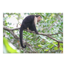 Image sauvage de singe photo