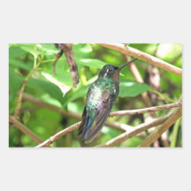 Image tropicale de colibri autocollant en rectangle