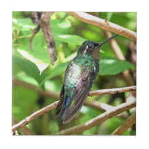Image tropicale de colibri carreaux