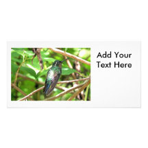 Image tropicale de colibri modèle pour photocarte