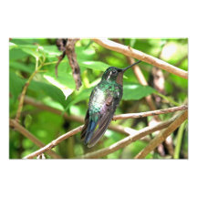 Image tropicale de colibri  tirage photo