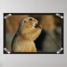 Images d'affiche de chiens de prairie