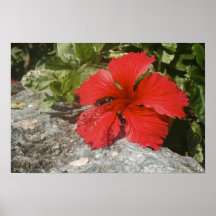 IMG_2814 AFFICHES