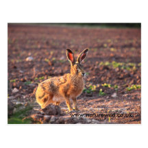 IMG_7622, www.naturewild.co.uk Carte Postale