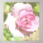 Impression rose de jardin romantique affiches