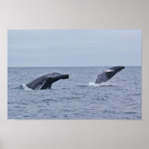 Infraction de double de baleines de bosse poster