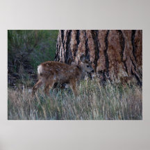 Innocence de matin posters